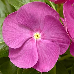 Vinca catharanthus roseus 'Cora XDR Orchid'