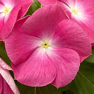 Vinca catharanthus roseus 'Cora XDR Pink Halo'