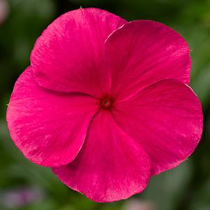 Vinca catharanthus roseus 'Cora XDR Rose Punch'