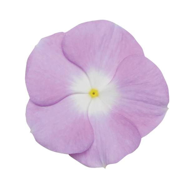 madagascar periwinkle