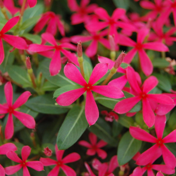 Vinca catharanthus roseus 'Soiree Kawaii Red Shades'