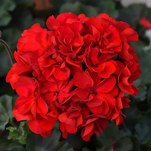 Geranium Zonal pelargonium zonale 'Supermoon Dark Red'