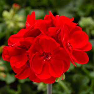 Geranium Zonal pelargonium zonale 'Calliope Medium Bright Scarlet'