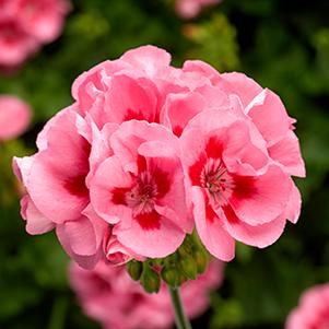 Geranium Zonal pelargonium zonale 'Calliope Medium Pink Flame'