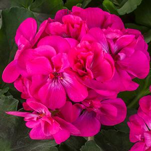 Geranium Zonal pelargonium zonale 'Calliope Medium Dark Pink'