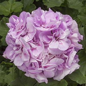 Geranium Zonal pelargonium zonale 'Calliope Medium Light Lavender'