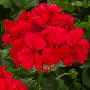 Geranium Zonal pelargonium zonale 'Calliope Large Coral'