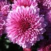 Mum Chrysanthemum X Morifolium 'Cheryl Pink'
