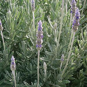 Herb lavandula dentata 'Dentata French Lavender'