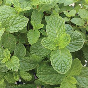 Herb mentha x gracilis 'Mint Mojito'