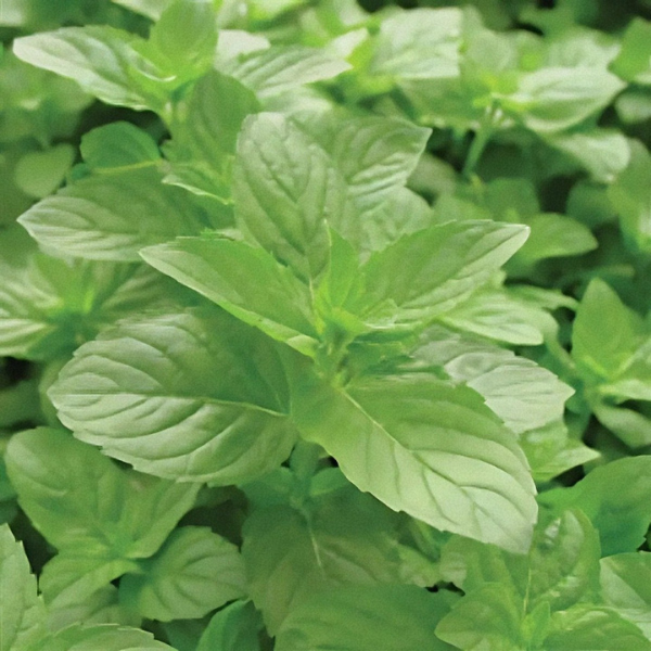 Herb mentha x gracilis 'Mint Spearmint'