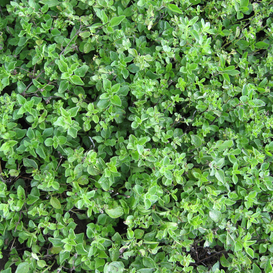 Herb origanum vulgare 'Oregano Greek'