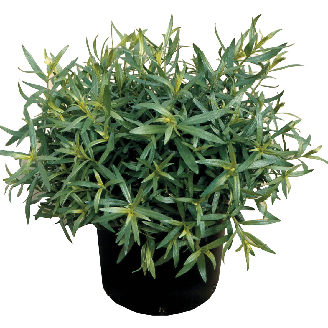 Herb Terragon 'French'