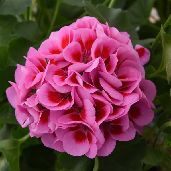 Geranium Hybrid 'Marcada Pink and Purple Eye'