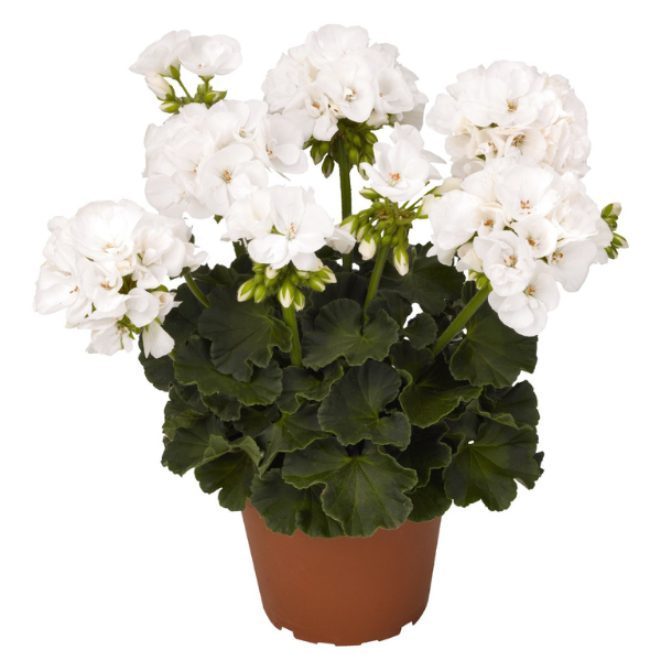 Geranium Zonal pelargonium zonale 'Survivor White'