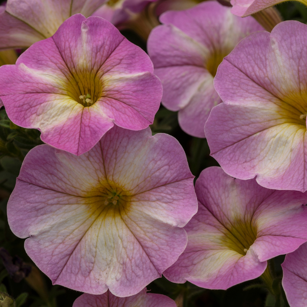 Petchoa hybrida 'SuperCal Lavender Star'