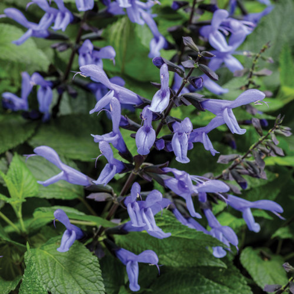 Salvia hybrida 'Rockin Blue Suede Shoes'