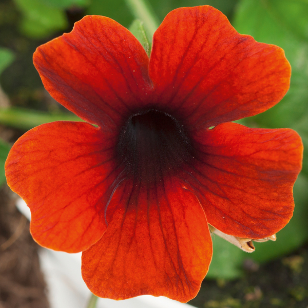 Thunbergia alata 'Arizona Brownie'