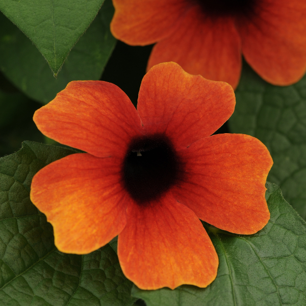 Thunbergia alata 'Arizona Glow'