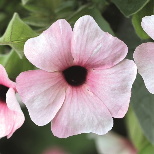 Thunbergia alata 'Arizona Pink Beauty'