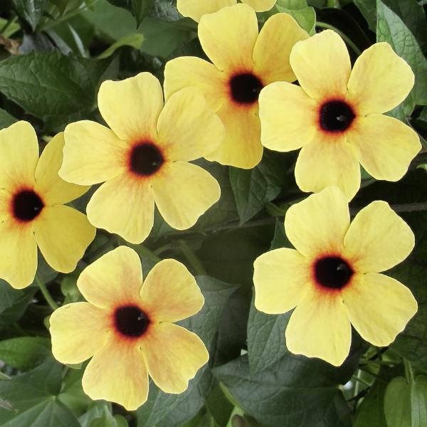 Thunbergia alata 'Arizona Terracotta'