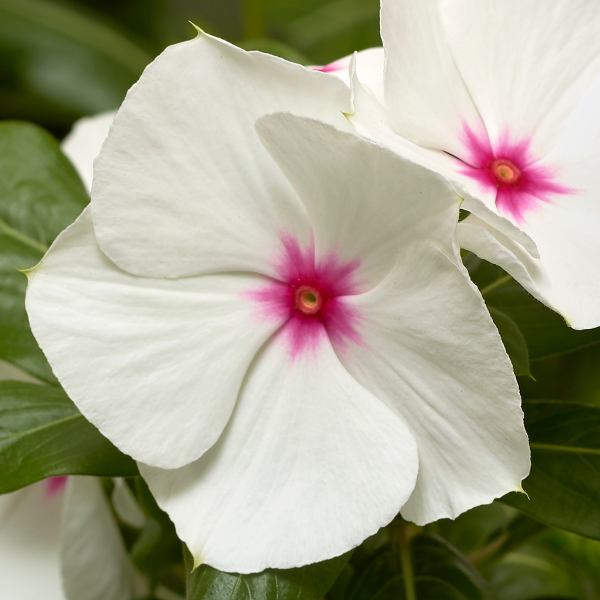 Vinca catharanthus roseus 'Cora XDR Polka Dot'