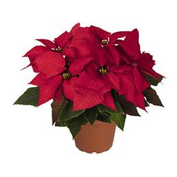 Christmas Flower