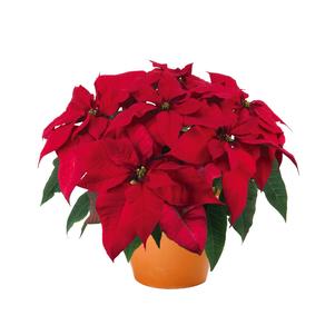 Poinsettia euphorbia pulcherrima 'Advent Red'