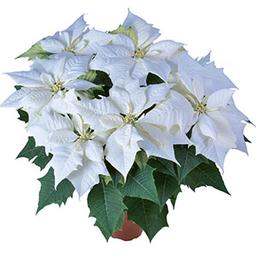 Poinsettia euphorbia pulcherrima 'Alaska White'