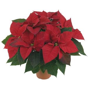 Poinsettia euphorbia pulcherrima 'Allegra Red'