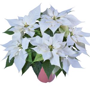 Poinsettia euphorbia pulcherrima 'Alpina White'