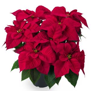 Christmas Flower