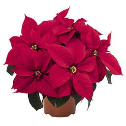 Poinsettia euphorbia pulcherrima 'Atla Red'