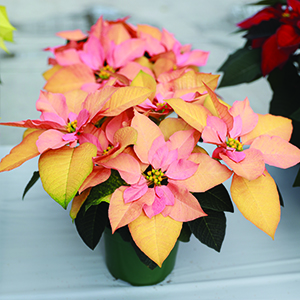 Poinsettia euphorbia pulcherrima 'Autumn Leaves'