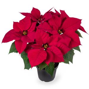 Poinsettia euphorbia pulcherrima 'Blissful Red'