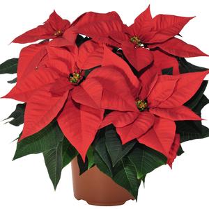 Poinsettia euphorbia pulcherrima 'Bravo Bright Red'