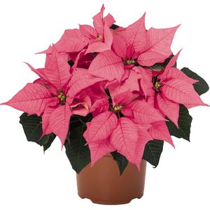 Poinsettia euphorbia pulcherrima 'Bravo Pink'