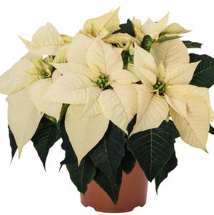 Poinsettia euphorbia pulcherrima 'Bravo White'