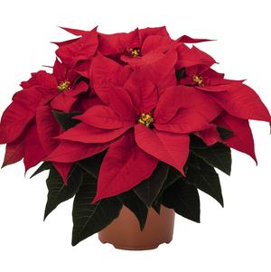 Christmas Flower