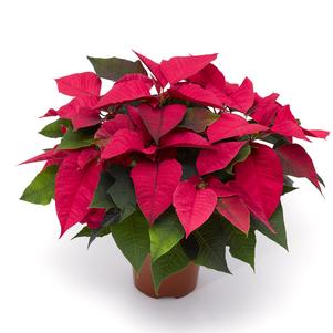 Poinsettia euphorbia pulcherrima 'Candy Bubblegum'