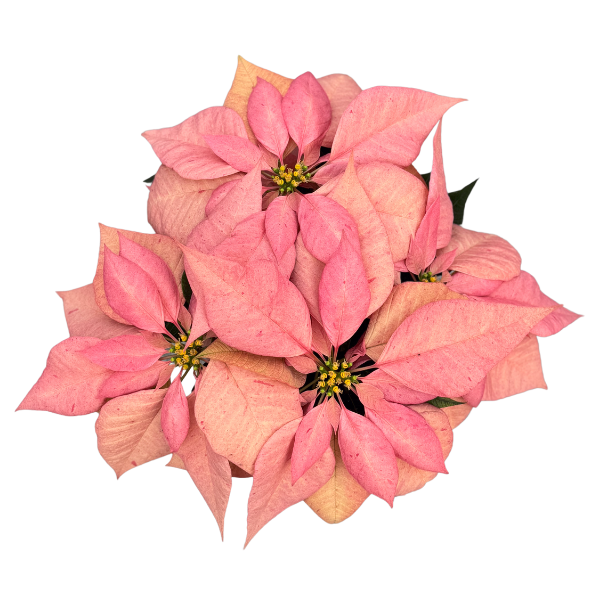 Poinsettia euphorbia pulcherrima 'Candy Cinnamon'