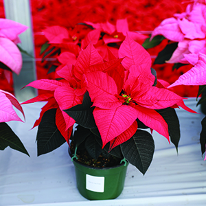 Poinsettia euphorbia pulcherrima 'Carina Hot Pink'