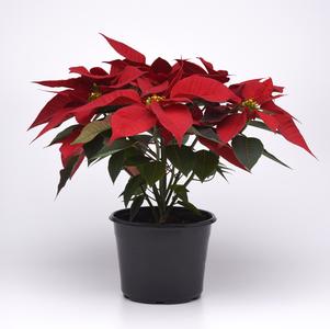 Christmas Flower