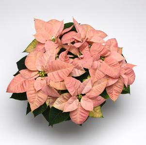 Poinsettia euphorbia pulcherrima 'Christmas Beauty Cinnamon'