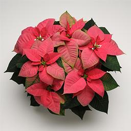 Poinsettia euphorbia pulcherrima 'Christmas Beauty Pink'