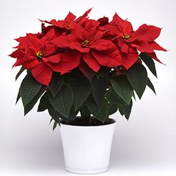 Poinsettia euphorbia pulcherrima 'Christmas Bells Red'