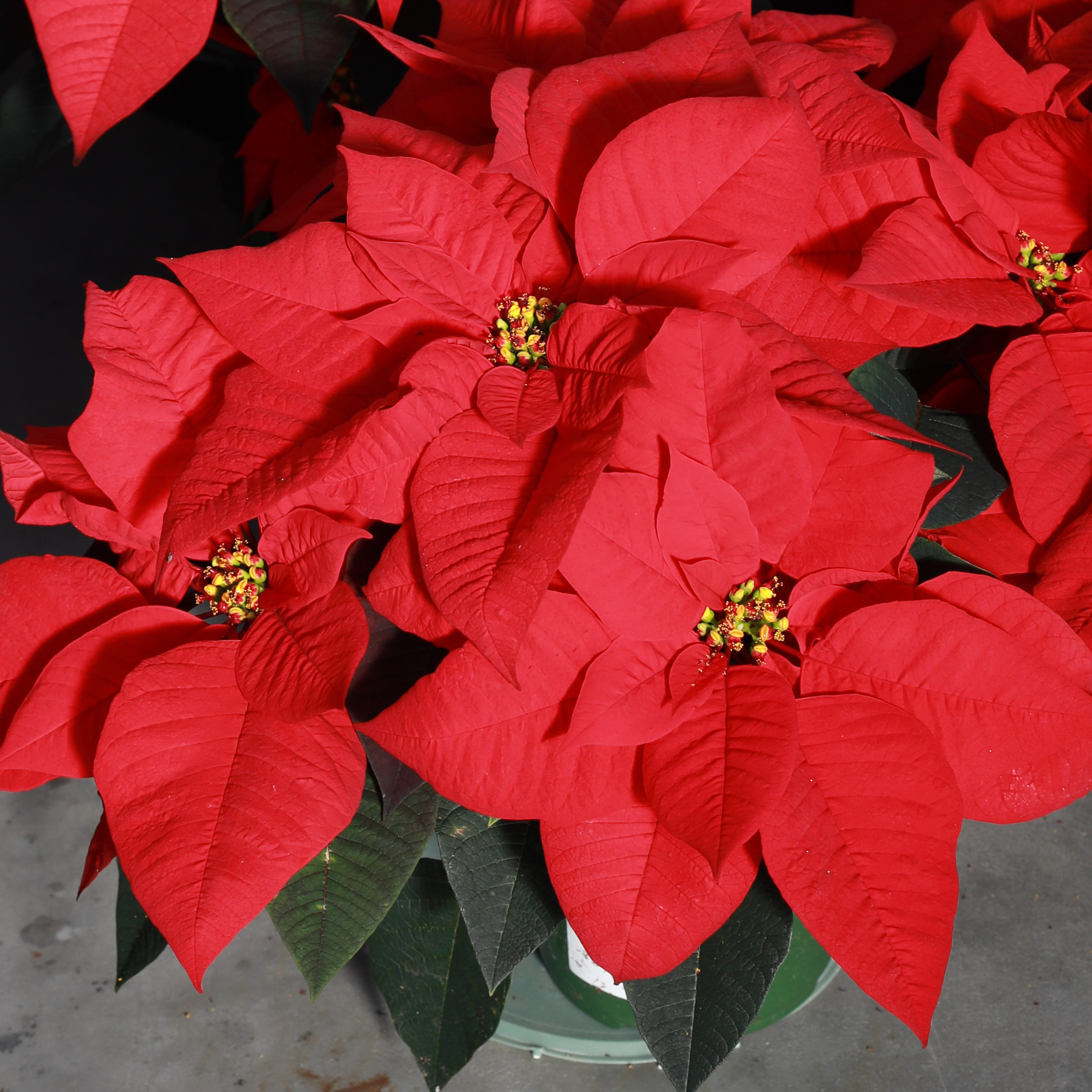 Poinsettia euphorbia pulcherrima 'Christmas Day Red'