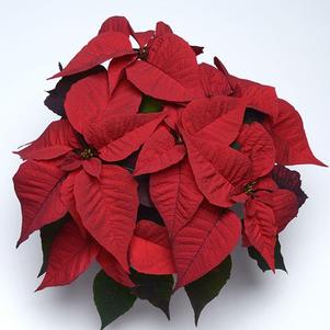Poinsettia euphorbia pulcherrima 'Christmas Feelings Merlot'