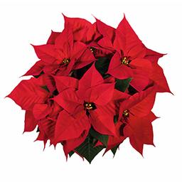 Poinsettia euphorbia pulcherrima 'Christmas Eve Red'