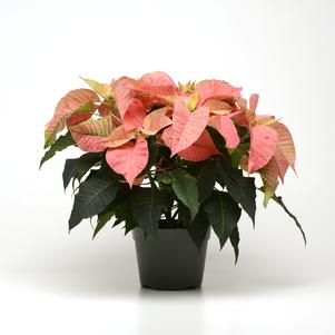 Christmas Flower